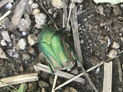 Cotinis mutabilis perbosci