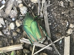 Cotinis mutabilis perbosci