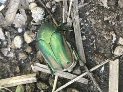 Cotinis mutabilis perbosci