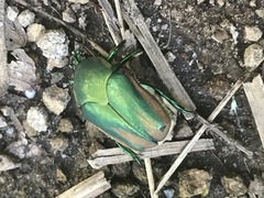 Cotinis mutabilis perbosci