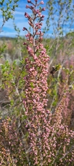 Erica lucida
