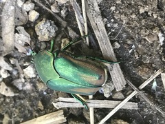 Cotinis mutabilis perbosci