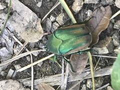 Cotinis mutabilis perbosci