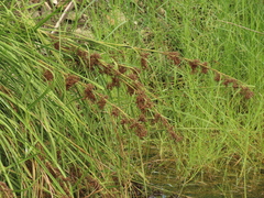 Cladium mariscus mariscus