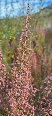 Erica lucida