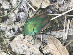 Cotinis mutabilis perbosci