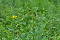 Hypericum ascyron pyramidatum