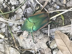 Cotinis mutabilis perbosci