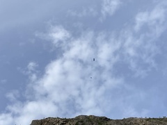 Haliaeetus