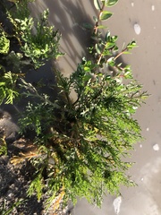 Cotula bipinnata