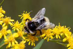Bombus