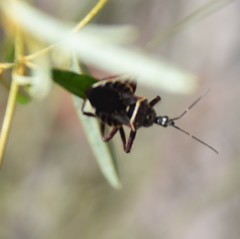 Apiomerus floridensis