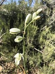 Albuca setosa