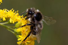 Bombus