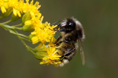 Bombus
