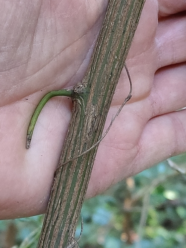 Image of Ventilago pubiflora by (c) Tony van Kampen, some rights reserved (CC BY)