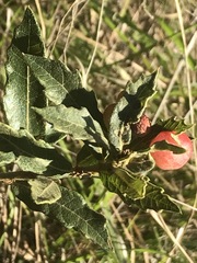 Quercus microphylla