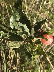 Quercus microphylla