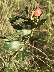 Quercus microphylla