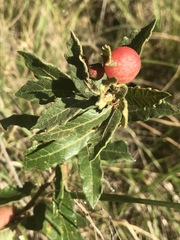 Quercus microphylla