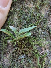 Ventilago pubiflora