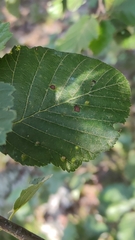 Eriophyes alniincanae