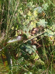 Alchemilla subcrenata