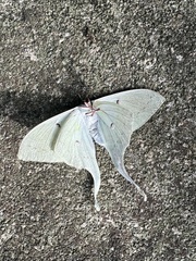 Actias sinensis