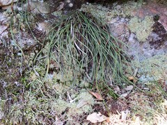 Haplopteris ensiformis