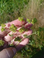 Alchemilla subcrenata