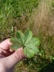 Alchemilla subcrenata