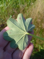 Alchemilla subcrenata