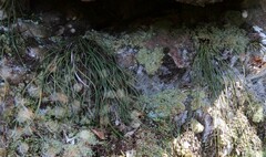 Haplopteris ensiformis