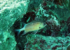 Sargocentron diadema