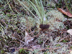 Haplopteris ensiformis