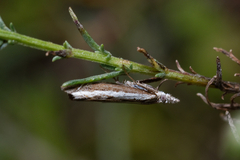 Platytes alpinella
