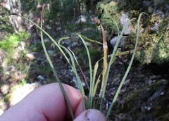 Haplopteris ensiformis