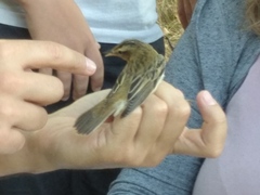 Acrocephalus schoenobaenus