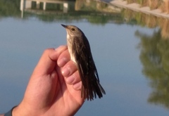 Muscicapa striata
