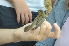 Acrocephalus schoenobaenus