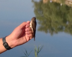 Muscicapa striata