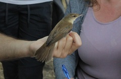 Acrocephalus arundinaceus