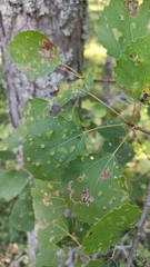 Aceria varia