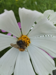 Bombus pascuorum