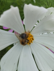 Bombus pascuorum