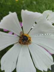 Bombus pascuorum