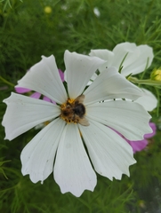 Bombus pascuorum