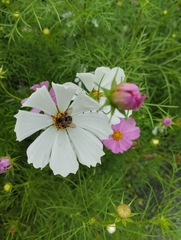 Bombus pascuorum
