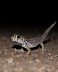 Teratoscincus keyserlingii