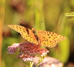 Argynnis adippe